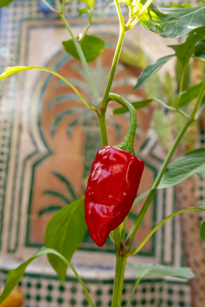 Jardin potager et fontaine maison naude toulouse